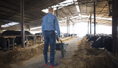 Farmer with wheelbarrow full of hay feeding cows at cattle domestic animal farm.